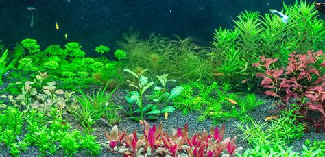 A Beginner's Guide to Aquatic Plant Care - SeedPlex