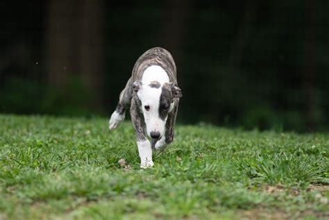 Whippet Puppies For Sale