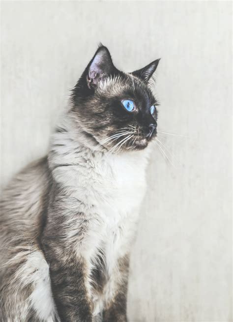 Balinese cat breed-History, Personality, Care and Facts - Familiarity with Animals-FWA