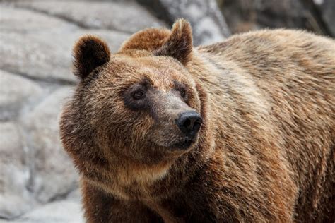 How Hiking is Helping Brown Bears in Greece