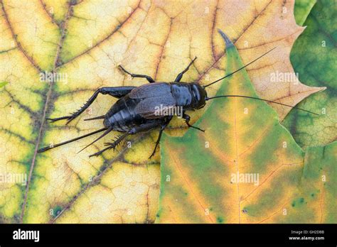 Field Cricket (Gryllus species), female on maple leaf (Acer species ...