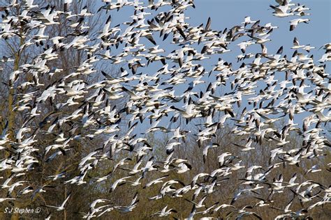 Lesser Snow Goose Flock "Blast Off" | Best Viewed Large. A m… | Flickr