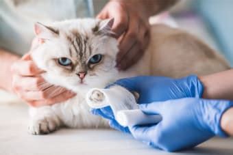 Cat Wound Care | Franklin Vets