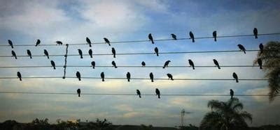 'The Birds on the Wires' - so simple, yet so exquisitely beautiful ...