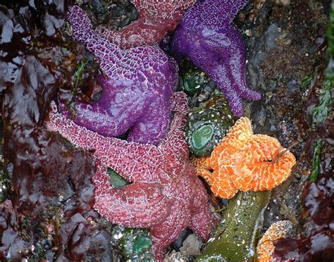 A Photographic Journey of the Tide Pools of Haystack Rock - Cannon Beach History Center & Museum