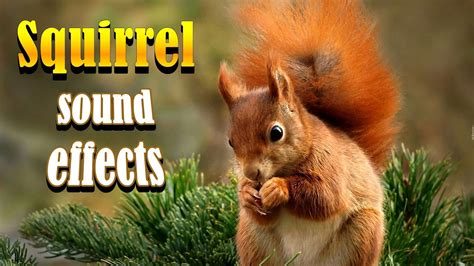 Squirrel sound effect | What sounds do Squirrels make? - YouTube