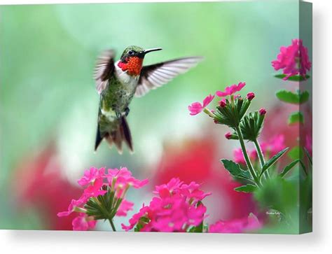 Canvas Wall Art Decor Hummingbird Gifts Wall Art Canvas | Etsy