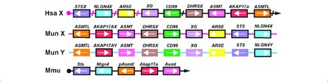 | X-and Y-chromosomal sequences display loss of their pseudoautosomal ...