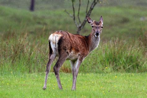 File:Red deer (Cervus elaphus) young stag.jpg - Wikimedia Commons