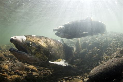 Magnetic navigation may hold a key to salmon migration | Breaking Waves