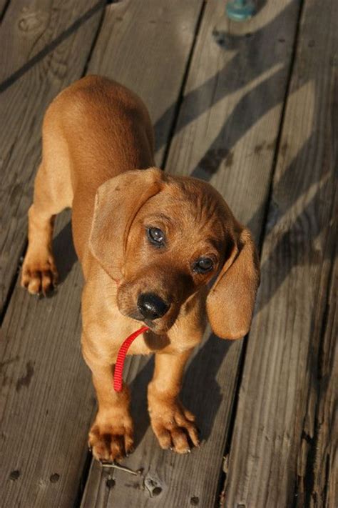 Redbone Coonhound Dog Breed Information, Images, Characteristics, Health