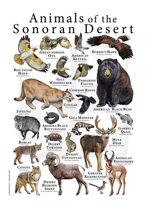 Sonoran Desert Plants And Animals