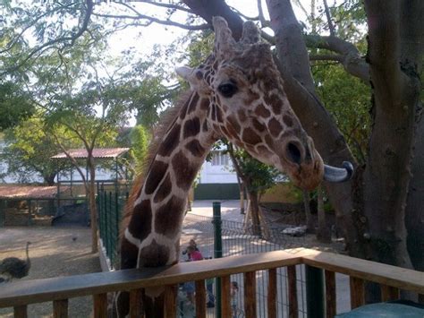 Zoo Culiacán - Culiacán, Sinaloa | Culiacan, Zoo, Zoologico