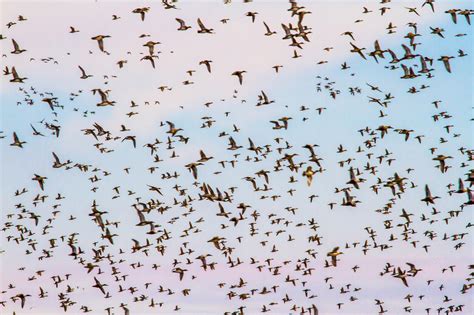 Shifting Timelines: is a Warming World Changing how Birds Migrate ...