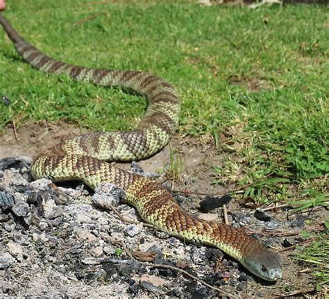 Eastern Tiger Snake (Notechis scutatus) - 5th Most Venomous Snake in the World.