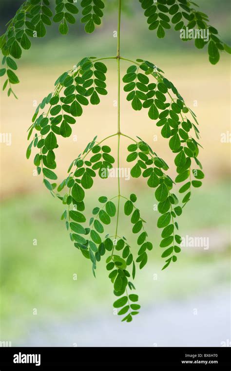 Moringa oleifera, Drumstick Tree leaves. India Stock Photo - Alamy