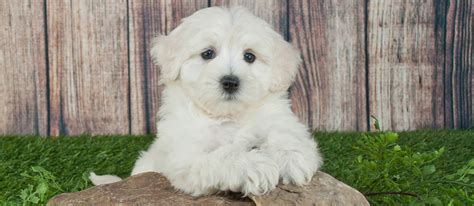 Maltipoo (Maltese Poodle Mix): Breed Facts & Temperament | Pet Side