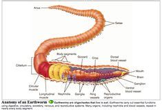 Anatomy of an Earthworm. Source: Earthworm anatomy in depth ...