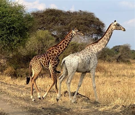 Leucistic giraffe | Tanzania | Frederick Bowen | Flickr