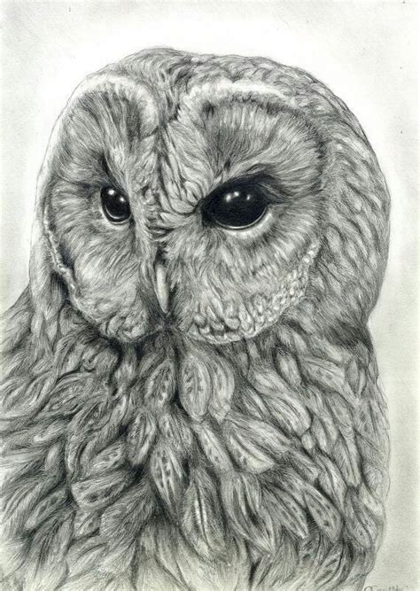 Pin by Klaudia on Rysunki , szkice | Bird art, Graphite art, Owls drawing