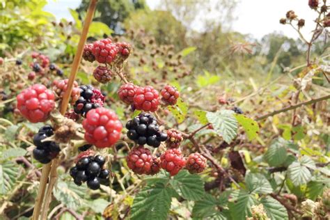 How to Kill Blackberry Bushes Organically - Garden.eco