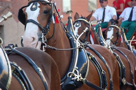 15 Budweiser Clydesdale Facts For Super Bowl Sunday | HORSE NATION