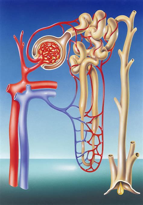 Kidney Filtration System by John Bavosi