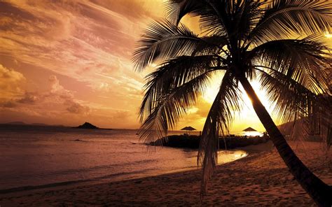 Sunset Palm Trees Wallpaper - WallpaperSafari