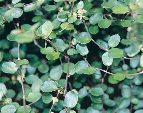 Small Leaf - Creeping Wire Vine - Muehlenbeckia axillaris | Proven Winners