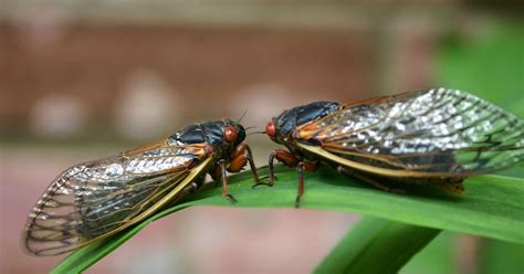 What's the Buzz? Cicada Sounds and Human Ears - Hearing Industries Association