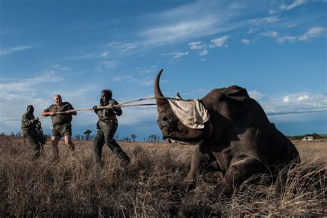 Drones Used to Stop Elephant and Rhino Poachers in Africa - NBC News