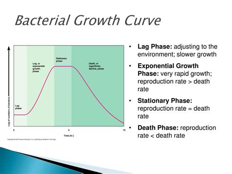 PPT - Bacteria: Life Cycle PowerPoint Presentation, free download - ID:1927366