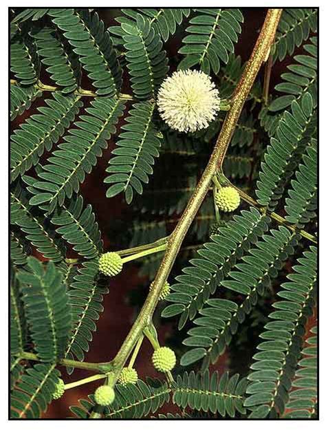 Ipil-ipil, Leucaena glauca, Santa Elena, Yin he huan: Herbal Therapy ...