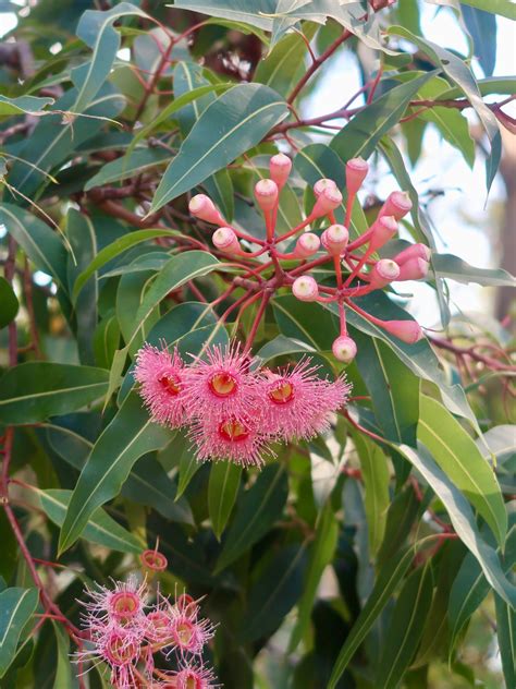 Cremorne Point Reserve walk — Incidentally Sydney