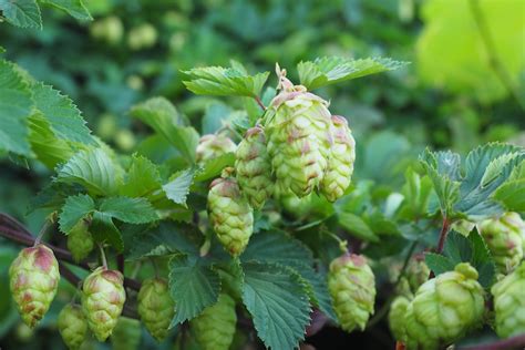 Tasmanian chemist looks at making beer from convict-grown hops, 220-year-old yeast from ...