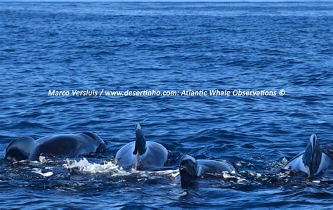 Desertinho Atlantic Whale observations - Pilot whales long finned