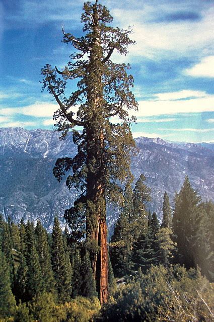 The Tallest Tree In The World