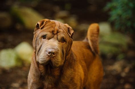 12 Unique Dog Breeds That Come From China