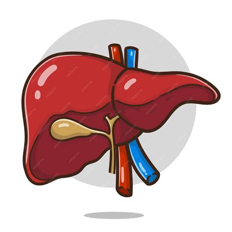 Premium Vector | Illustration of cartoon liver organ good for education ...