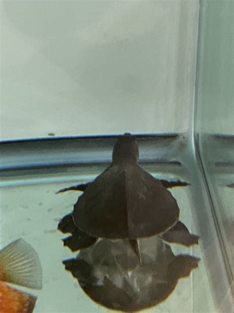 For Sale - Fly River Turtle | MonsterFishKeepers.com