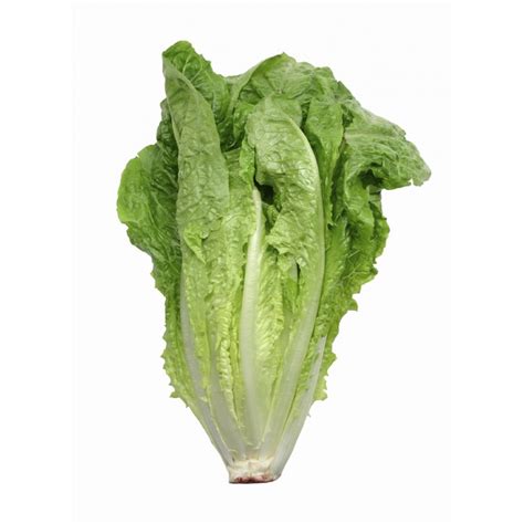 Romaine Lettuce Seeds