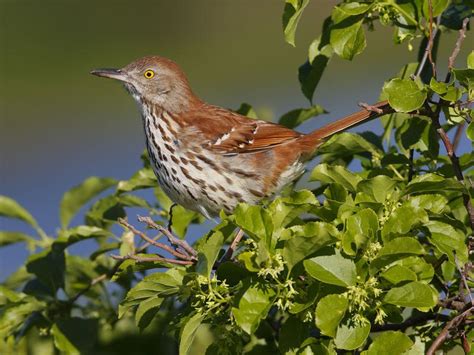 Brown Thrasher Nesting (Behavior, Eggs, Location) | Birdfact