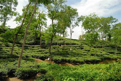 Tea Garden at Sylhet, Bangladesh Stock Photo - Image of hill, industry ...