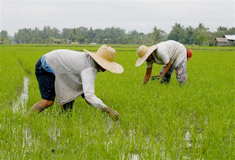 planting season | TIME TO PLANT. Farmers plant rice at Baran… | Flickr