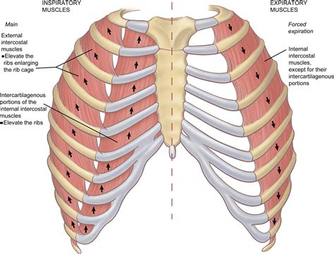 The Intercostal Space - Thoracic Surgery Clinics