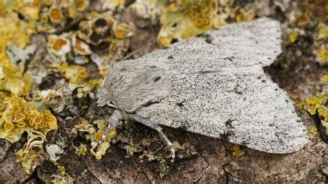 Here’s What You Need To Know About Miller Moths – Forbes Home