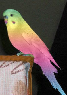 english budgie | Cockatiels | Budgies, Parakeet, Bird feathers