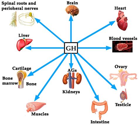 HGH or human growth hormone function, uses, dosage & side effects