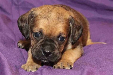 Available Puggle Puppies for sale - PuggleBaby.com