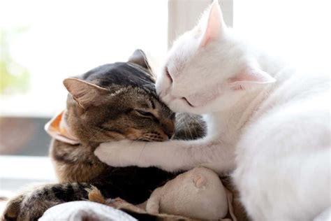 Reason Why Your Cat Won't Kiss You Back